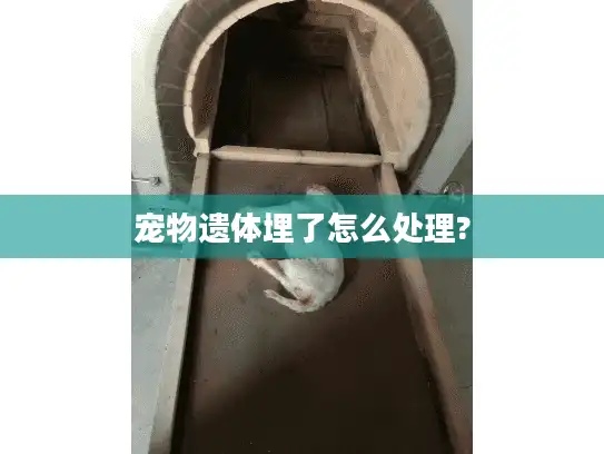 宠物遗体埋了怎么处理?