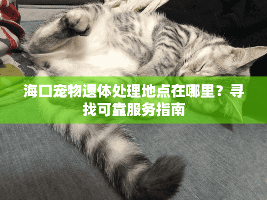 海口宠物遗体处理地点在哪里?寻找可靠服务指南 海口宠物遗体处理地点在哪里?寻找可靠服务指南