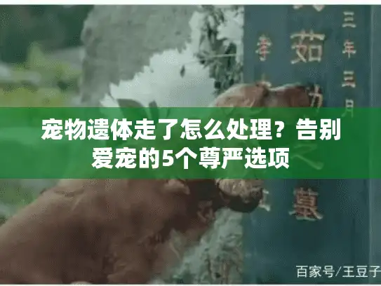 宠物遗体走了怎么处理?告别爱宠的5个尊严选项 宠物遗体走了怎么处理?告别爱宠的5个尊严选项