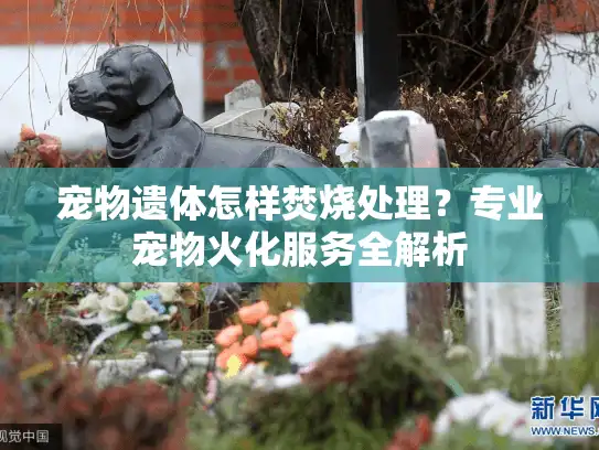 宠物遗体怎样焚烧处理？专业宠物火化服务全解析