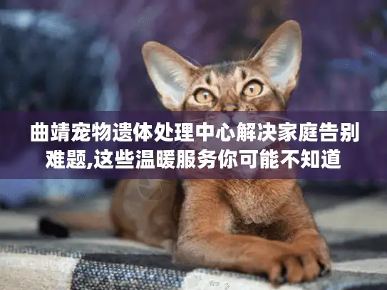 曲靖宠物遗体处理中心解决家庭告别难题,这些温暖服务你可能不知道