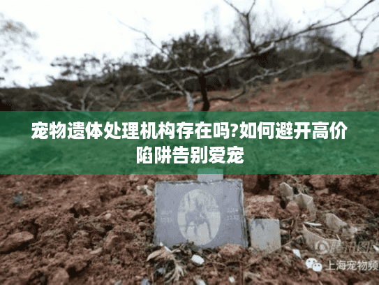 宠物遗体处理机构存在吗?如何避开高价陷阱告别爱宠