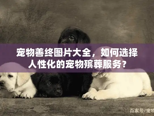 宠物善终图片大全，如何选择人性化的宠物殡葬服务？