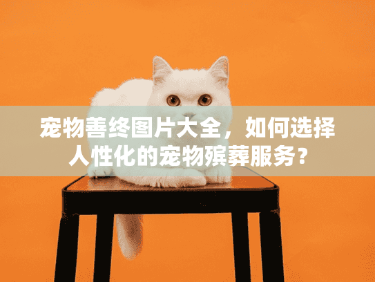 宠物善终图片大全，如何选择人性化的宠物殡葬服务？