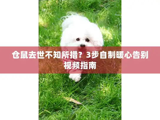 仓鼠去世不知所措？3步自制暖心告别视频指南