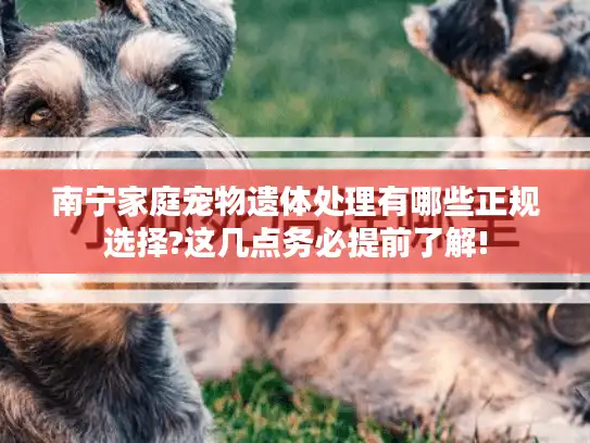 南宁家庭宠物遗体处理有哪些正规选择?这几点务必提前了解!