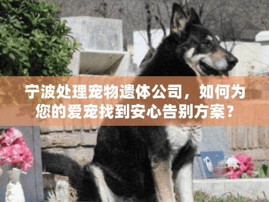 宁波处理宠物遗体公司，如何为您的爱宠找到安心告别方案？
