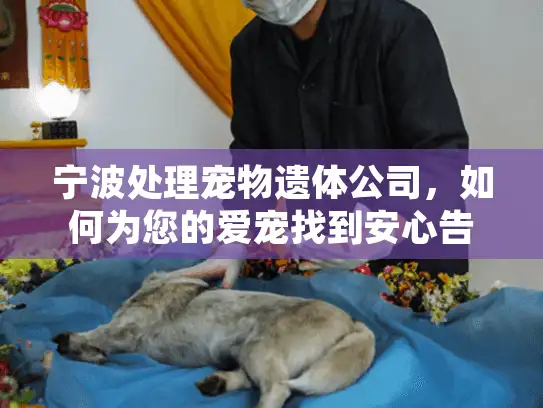 宁波处理宠物遗体公司，如何为您的爱宠找到安心告别方案？