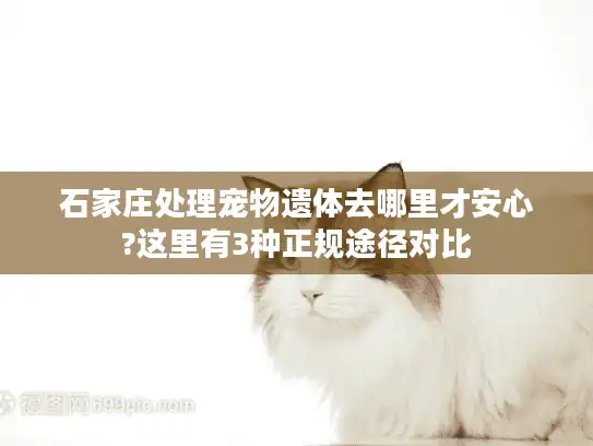 石家庄处理宠物遗体去哪里才安心?这里有3种正规途径对比