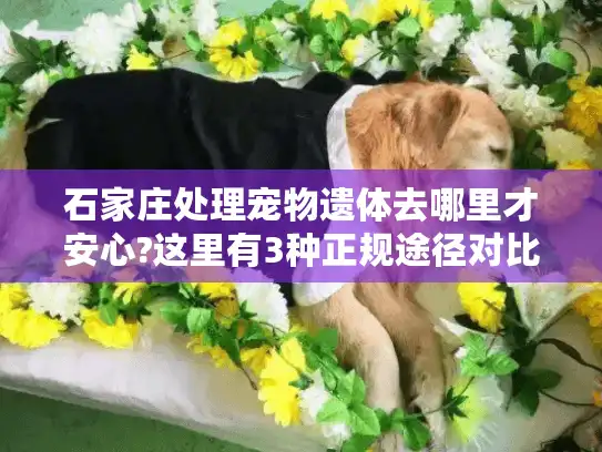 石家庄处理宠物遗体去哪里才安心?这里有3种正规途径对比