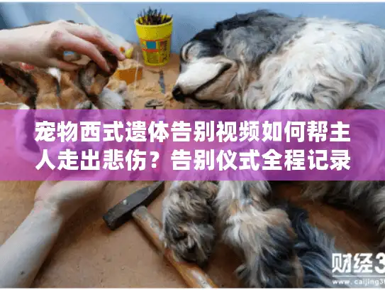 宠物西式遗体告别视频如何帮主人走出悲伤？告别仪式全程记录指南