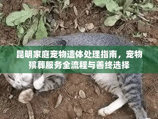 昆明家庭宠物遗体处理指南，宠物殡葬服务全流程与善终选择