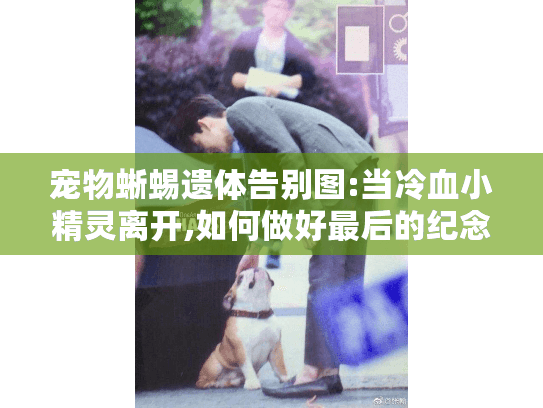 宠物蜥蜴遗体告别图:当冷血小精灵离开,如何做好最后的纪念? 宠物蜥蜴遗体告别图:当冷血小精灵离开,如何做好最后的纪念?