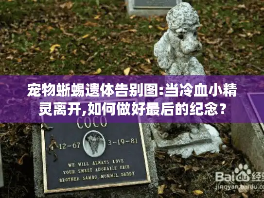 宠物蜥蜴遗体告别图:当冷血小精灵离开,如何做好最后的纪念? 宠物蜥蜴遗体告别图:当冷血小精灵离开,如何做好最后的纪念?