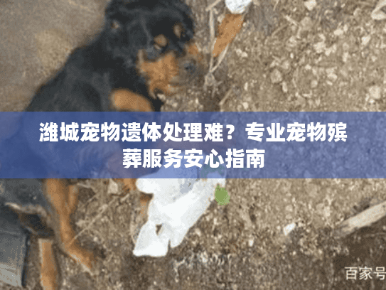 潍城宠物遗体处理难？专业宠物殡葬服务安心指南