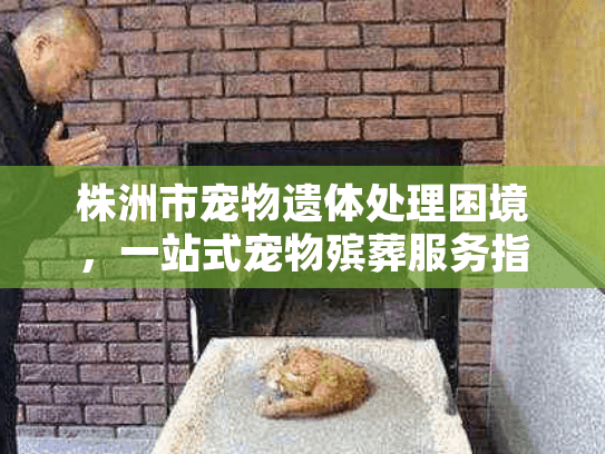 株洲市宠物遗体处理困境，一站式宠物殡葬服务指南
