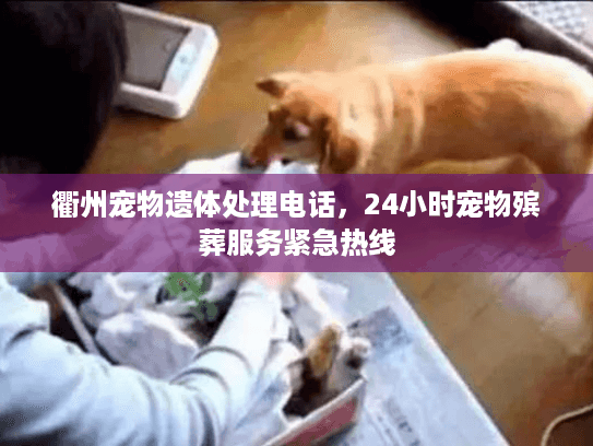 衢州宠物遗体处理电话,24小时宠物殡葬服务紧急热线 衢州宠物遗体处理电话,24小时宠物殡葬服务紧急热线