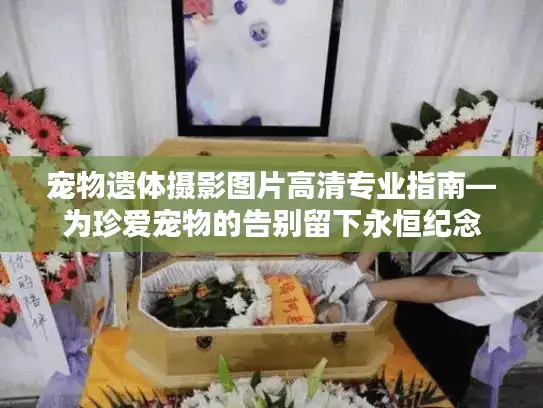 宠物遗体摄影图片高清专业指南—为珍爱宠物的告别留下永恒纪念