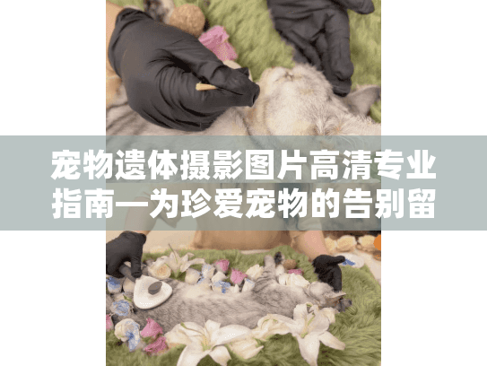 宠物遗体摄影图片高清专业指南—为珍爱宠物的告别留下永恒纪念