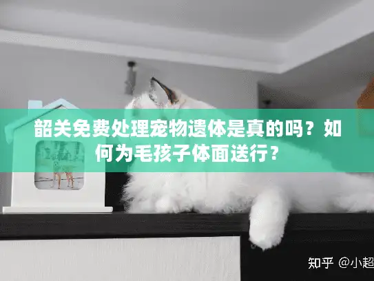 韶关免费处理宠物遗体是真的吗?如何为毛孩子体面送行? 韶关免费处理宠物遗体是真的吗?如何为毛孩子体面送行?