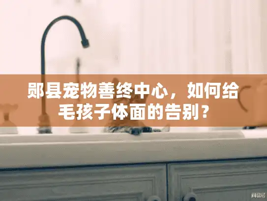 郧县宠物善终中心,如何给毛孩子体面的告别? 郧县宠物善终中心,如何给毛孩子体面的告别?