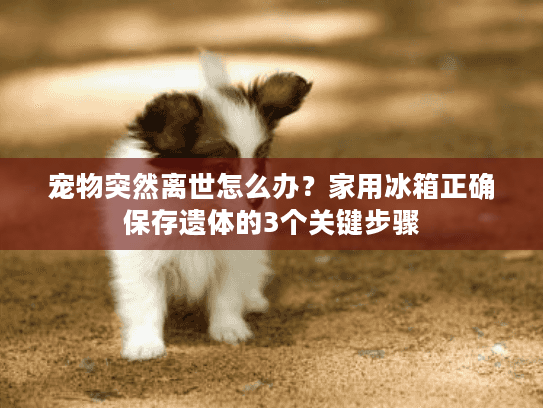 宠物突然离世怎么办？家用冰箱正确保存遗体的3个关键步骤
