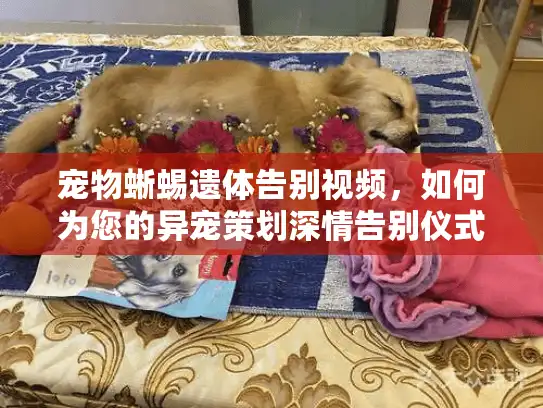 宠物蜥蜴遗体告别视频,如何为您的异宠策划深情告别仪式 宠物蜥蜴遗体告别视频,如何为您的异宠策划深情告别仪式