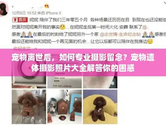宠物离世后，如何专业摄影留念？宠物遗体摄影照片大全解答你的困惑