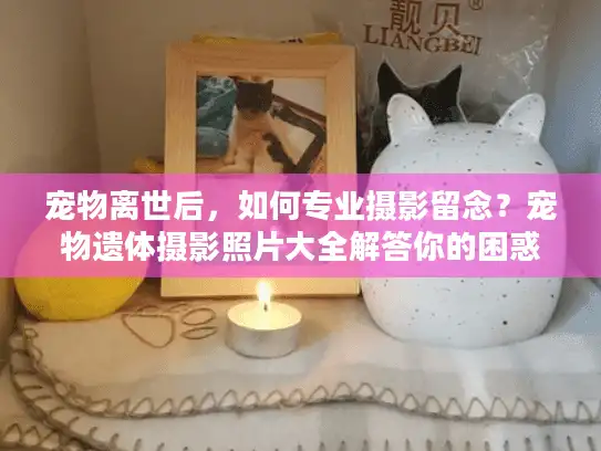 宠物离世后，如何专业摄影留念？宠物遗体摄影照片大全解答你的困惑