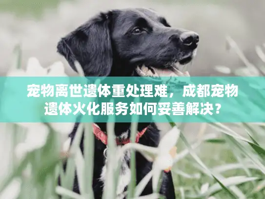 宠物离世遗体重处理难,成都宠物遗体火化服务如何妥善解决? 宠物离世遗体重处理难,成都宠物遗体火化服务如何妥善解决?