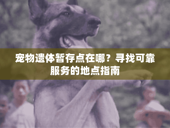 宠物遗体暂存点在哪？寻找可靠服务的地点指南