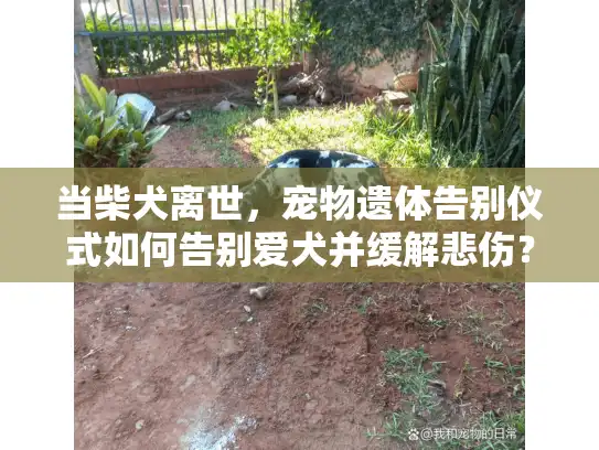 当柴犬离世,宠物遗体告别仪式如何告别爱犬并缓解悲伤? 当柴犬离世,宠物遗体告别仪式如何告别爱犬并缓解悲伤?