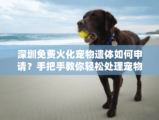 深圳免费火化宠物遗体如何申请？手把手教你轻松处理宠物后事