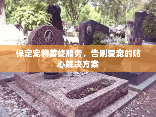 保定宠物善终服务，告别爱宠的贴心解决方案