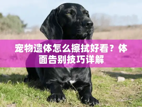 宠物遗体怎么擦拭好看?体面告别技巧详解 宠物遗体怎么擦拭好看?体面告别技巧详解