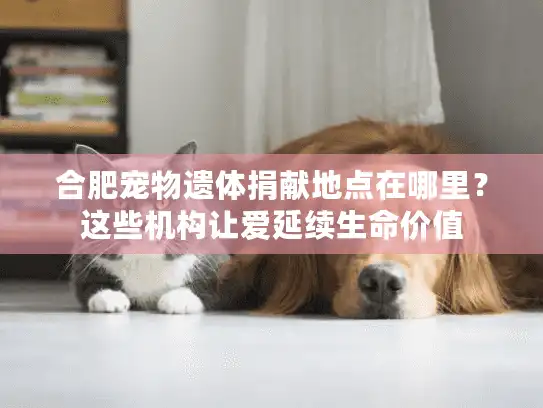 合肥宠物遗体捐献地点在哪里？这些机构让爱延续生命价值