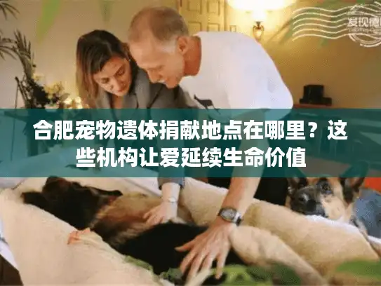 合肥宠物遗体捐献地点在哪里？这些机构让爱延续生命价值