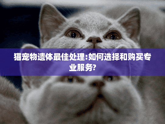 猫宠物遗体最佳处理:如何选择和购买专业服务?