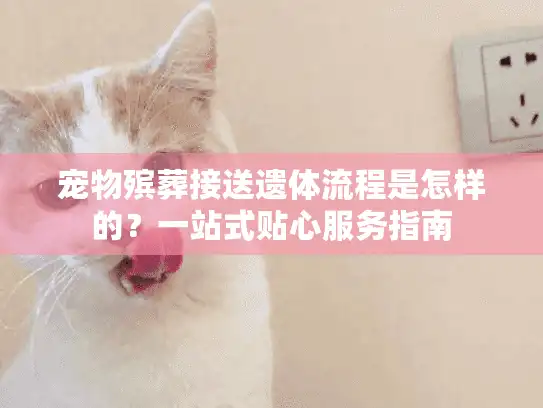 宠物殡葬接送遗体流程是怎样的？一站式贴心服务指南