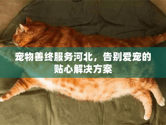 宠物善终服务河北，告别爱宠的贴心解决方案
