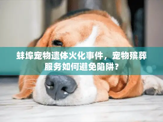 蚌埠宠物遗体火化事件，宠物殡葬服务如何避免陷阱？