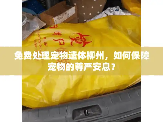 免费处理宠物遗体柳州，如何保障宠物的尊严安息？
