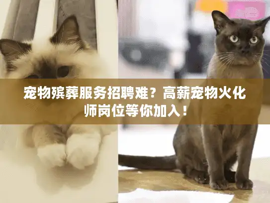 宠物殡葬服务招聘难？高薪宠物火化师岗位等你加入！