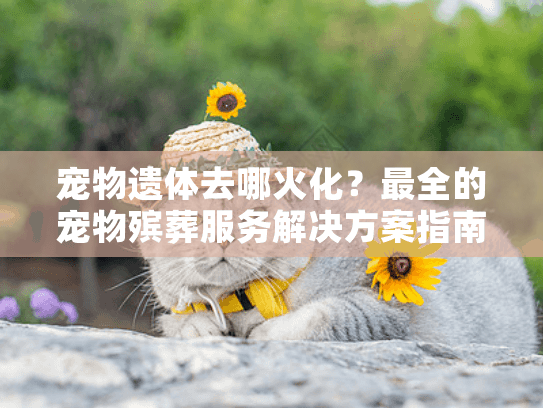 宠物遗体去哪火化？最全的宠物殡葬服务解决方案指南