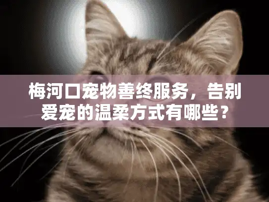梅河口宠物善终服务，告别爱宠的温柔方式有哪些？