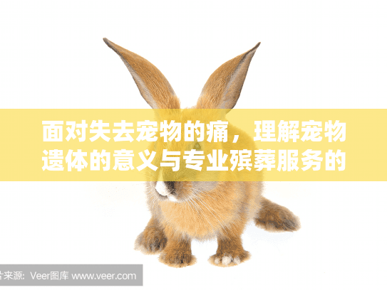 面对失去宠物的痛，理解宠物遗体的意义与专业殡葬服务的选择