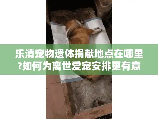 乐清宠物遗体捐献地点在哪里?如何为离世爱宠安排更有意义的告别?