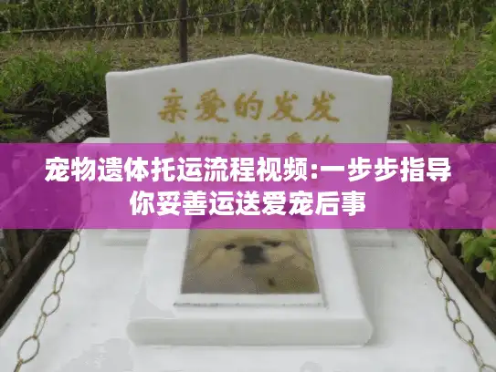 宠物遗体托运流程视频:一步步指导你妥善运送爱宠后事