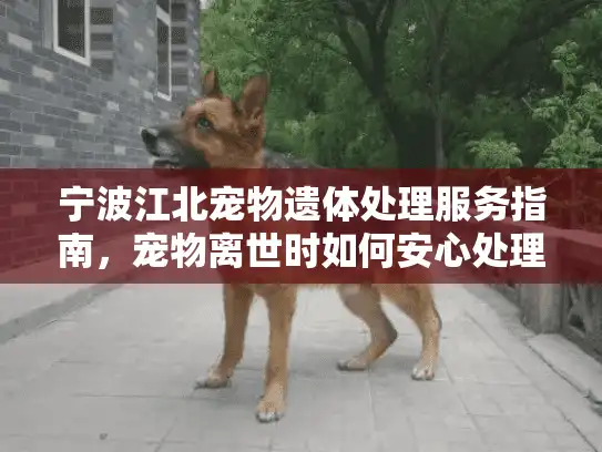 宁波江北宠物遗体处理服务指南，宠物离世时如何安心处理后事