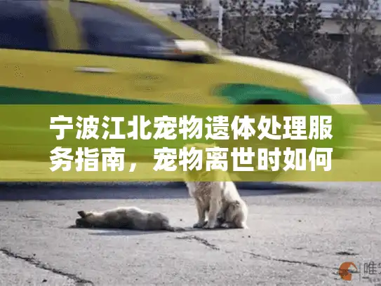 宁波江北宠物遗体处理服务指南，宠物离世时如何安心处理后事